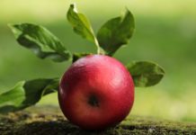 Odchudzające jedzenie – 5 przykładów najbardziej popularnych produktów