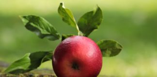 Odchudzające jedzenie – 5 przykładów najbardziej popularnych produktów