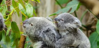 Olejek eukaliptusowy – czy warto go stosować?