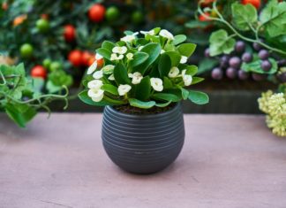 Jak oczyścić powietrze w domu? Jak oczyścić powietrze w domu?