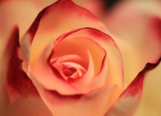 Woda różana- znakomite właściwości Woda różana- znakomite właściwości