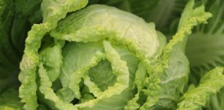 Sok z kiszonej kapusty – zbawienne właściwości