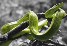 Czy każdemu pasuje kreska na oku? Czy każdemu pasuje kreska na oku?