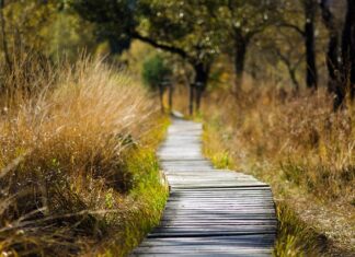 Jak dbać o drewniany grzebień? Jak dbać o drewniany grzebień?