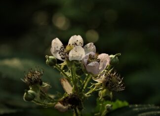 O czym świadczą zadziory przy paznokciach?