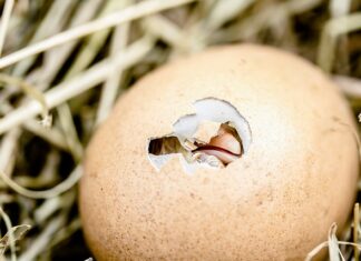 Co zrobić żeby kurczak był soczysty?