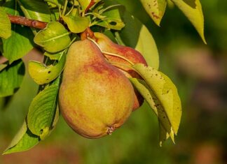 Co jaki czas używać odżywki do paznokci?