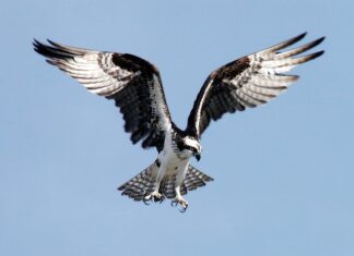 Co zrobić żeby nie było widać plam pod pachami? Co zrobić żeby nie było widać plam pod pachami?