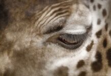 Jak pozbyć się twarde plamy pod pachami? Jak pozbyć się twarde plamy pod pachami?