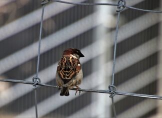 Jak samemu zrobić pazurki na włosach? Jak samemu zrobić pazurki na włosach?