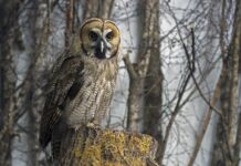 Jak zdjąć hybrydę bez acetonu i frezarki? Jak zdjąć hybrydę bez acetonu i frezarki?