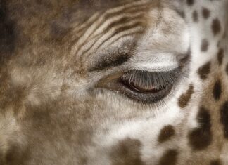 Jak usunąć plamy z potu i antyperspirant?