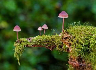 Jakie są rodzaje depilatorów? Jakie są rodzaje depilatorów?