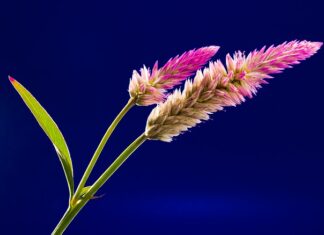 Jak dobrać grzebień do włosów? Jak dobrać grzebień do włosów?