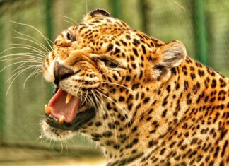 Jak uratować skórki?