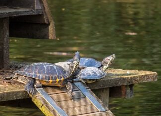 W czym przechowywać perfumy?