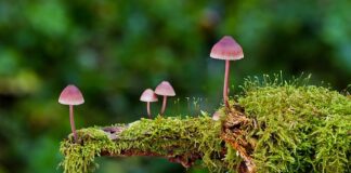 Jak prać gąbki do makijażu w pralce?