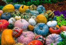 Czy wegetarianie szybciej się starzeją? Czy wegetarianie szybciej się starzeją?