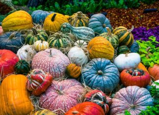 Czy wegetarianie szybciej się starzeją? Czy wegetarianie szybciej się starzeją?