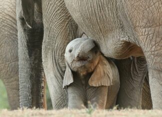 Jak wygląda dzikie mięso przy paznokciu?