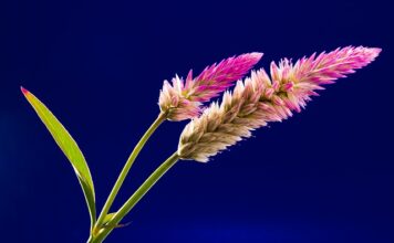 Czy grzebień niszczy włosy? Czy grzebień niszczy włosy?